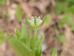 Attēlu rezultāti vaicājumam “Moehringia trinervia bud”