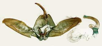 Attēlu rezultāti vaicājumam “Platyptilia sp.”