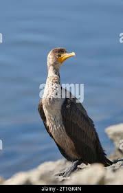 Image result for Phalacrocorax auritus