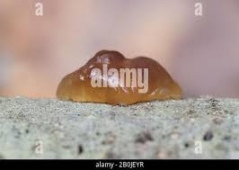 Attēlu rezultāti vaicājumam “Exidia cartilaginea”