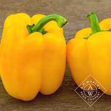 Afbeeldingsresultaat voor californian wonder golden sweet pepper