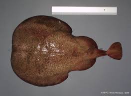 Image result for Torpedo marmorata