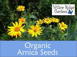 Image result for Arnica montana
