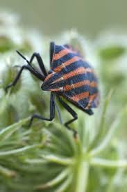 Attēlu rezultāti vaicājumam “Capsus ater imago”