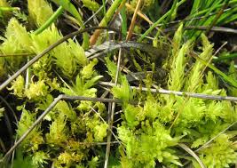 Attēlu rezultāti vaicājumam “Aulacomnium”