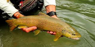 Image result for Salvelinus faroensis