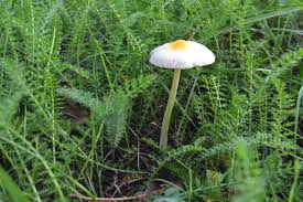 Attēlu rezultāti vaicājumam “Bolbitius vitellinus”