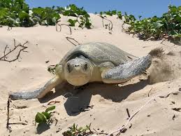 Image result for Lepidochelys kempii