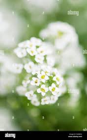 Image result for Alyssum diffusum