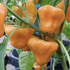 Afbeeldingsresultaat voor yellow mushroom hot pepper