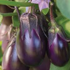 Afbeeldingsresultaat voor bianca a uovo eggplant