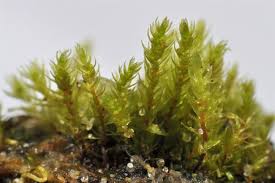 Attēlu rezultāti vaicājumam “Pohlia bulbifera”