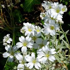 Image result for cerastium tomentosum