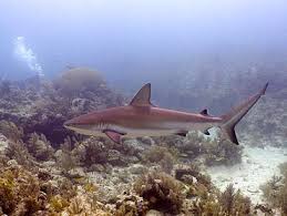 Image result for Carcharhinus perezii