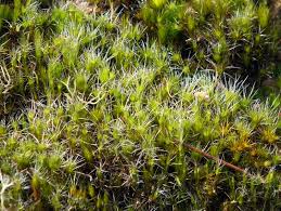 Attēlu rezultāti vaicājumam “Campylopus introflexus”