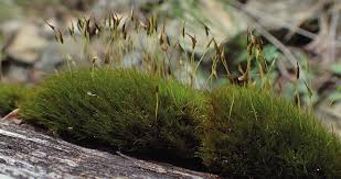 Attēlu rezultāti vaicājumam “Saelania glaucescens sporophyte”