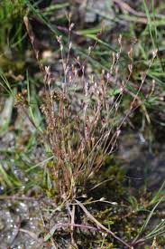 Attēlu rezultāti vaicājumam “Juncus bufonius fruit”