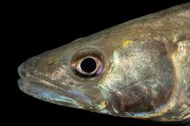 Image result for Sander lucioperca