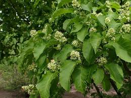 Attēlu rezultāti vaicājumam “Acer tataricum bud”