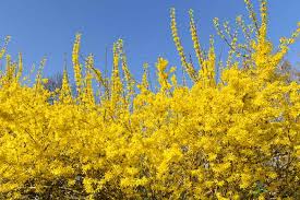 Attēlu rezultāti vaicājumam “Forsythia”