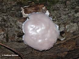 Attēlu rezultāti vaicājumam “Reticularia lycoperdon”