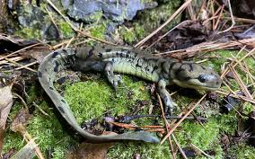 Attēlu rezultāti vaicājumam “Diderma tigrinum stalked”