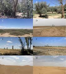 Attēlu rezultāti vaicājumam “Didymium clavus spores”