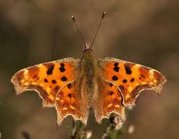 Attēlu rezultāti vaicājumam “Euphydrias aurinia upperside”