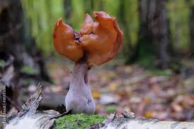 Attēlu rezultāti vaicājumam “Gyromitra infula”