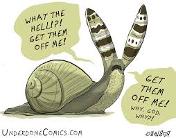 Attēlu rezultāti vaicājumam “Leucochloridium paradoxum larva”