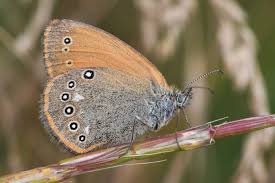 Attēlu rezultāti vaicājumam “Coenonympha glycerion”