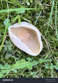 Attēlu rezultāti vaicājumam “Peziza vesiculosa”