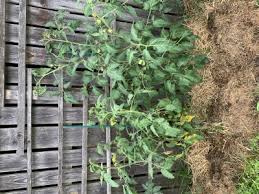 Afbeeldingsresultaat voor brandywine sudduth tomato