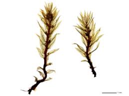 Attēlu rezultāti vaicājumam “Pohlia bulbifera”