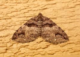 Attēlu rezultāti vaicājumam “Shargacucullia scrophulariae larva”