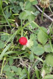Attēlu rezultāti vaicājumam “Fragaria viridis fruit”