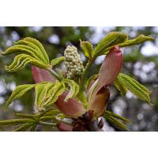 Attēlu rezultāti vaicājumam “Aesculus x hybrida bud”