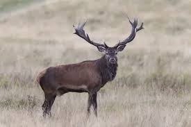 Attēlu rezultāti vaicājumam “Cervus elaphus”