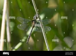 Attēlu rezultāti vaicājumam “Somatochlora flavomaculata”