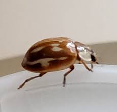 Attēlu rezultāti vaicājumam “Myzia oblongoguttata”