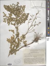 Attēlu rezultāti vaicājumam “Thalictrum minus”