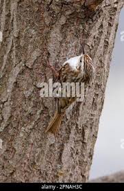 Attēlu rezultāti vaicājumam “Certhia familiaris adult”