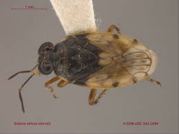 Attēlu rezultāti vaicājumam “Saldula saltatoria”