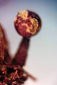 Attēlu rezultāti vaicājumam “Hemitrichia sordivesiculosa sessile”