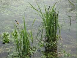 Attēlu rezultāti vaicājumam “Carex acutiformis flower”