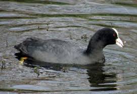 Attēlu rezultāti vaicājumam “Fulica atra”