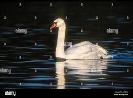 Image result for South Yorkshire Swans