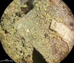 Attēlu rezultāti vaicājumam “Trapeliopsis granulosa”