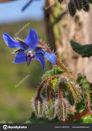 Attēlu rezultāti vaicājumam “Borago officinalis bud”