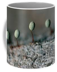 Attēlu rezultāti vaicājumam “Physarum penetrale macro”